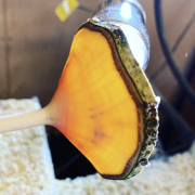 John Dilley Willow Thin Stem 1 John Dilley Willow Thin Stem 1